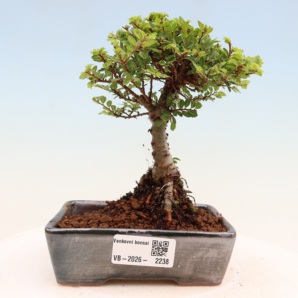 Bonsai voor buiten - Ulmus parvifolia Sagei - Kleinbladige iep