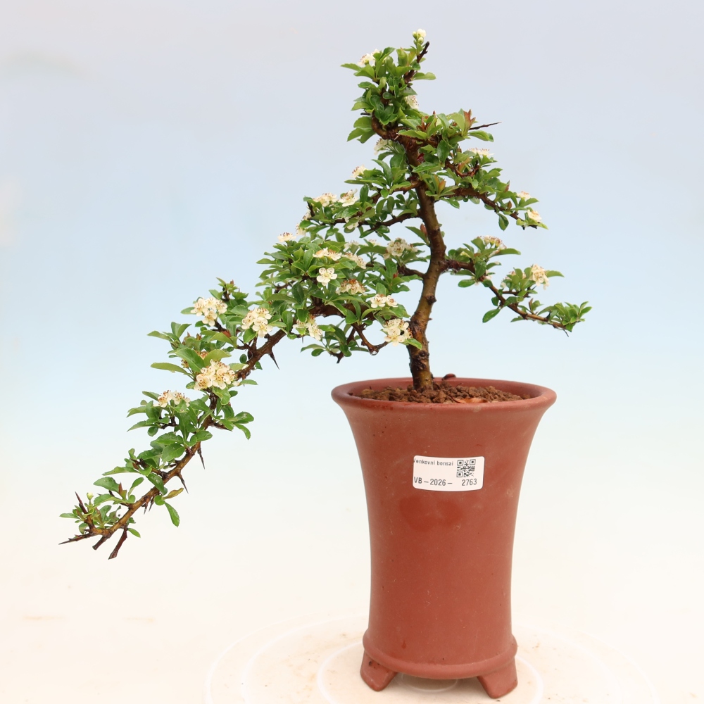 Buitenbonsai - Pyracantha teton - Vuurdoorn