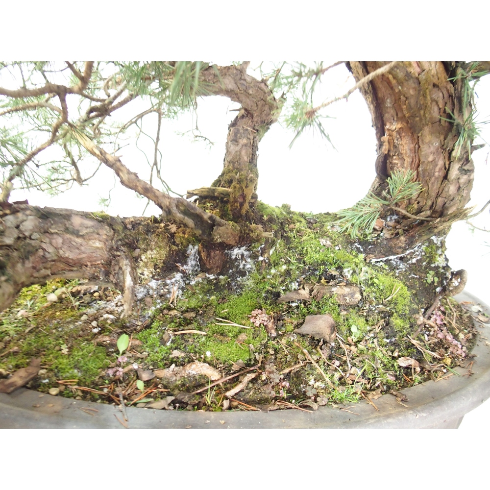 Yamadori - Pinus sylvestris Spanje