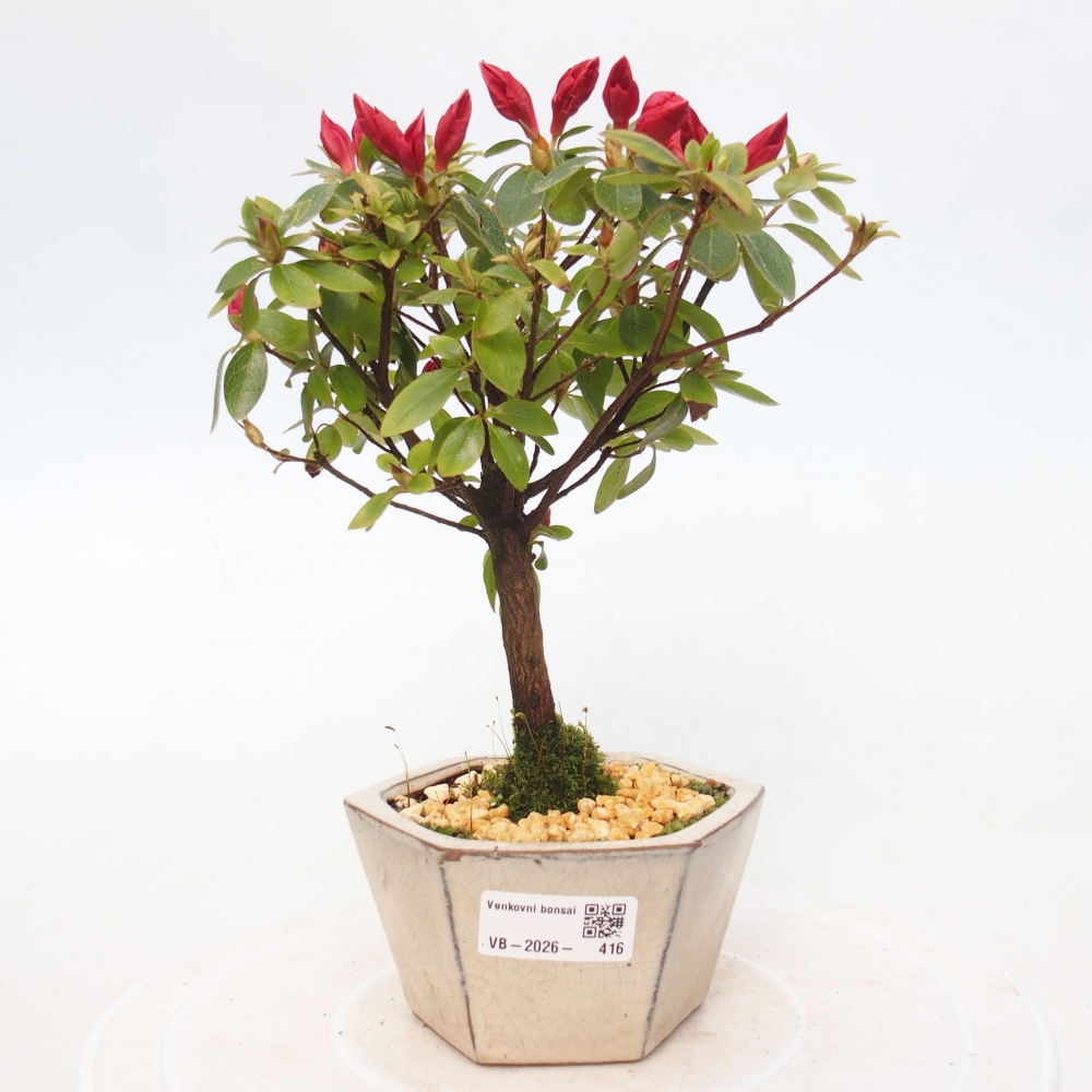 Bonsai voor buiten - Japanse azalea - Azalea sp.