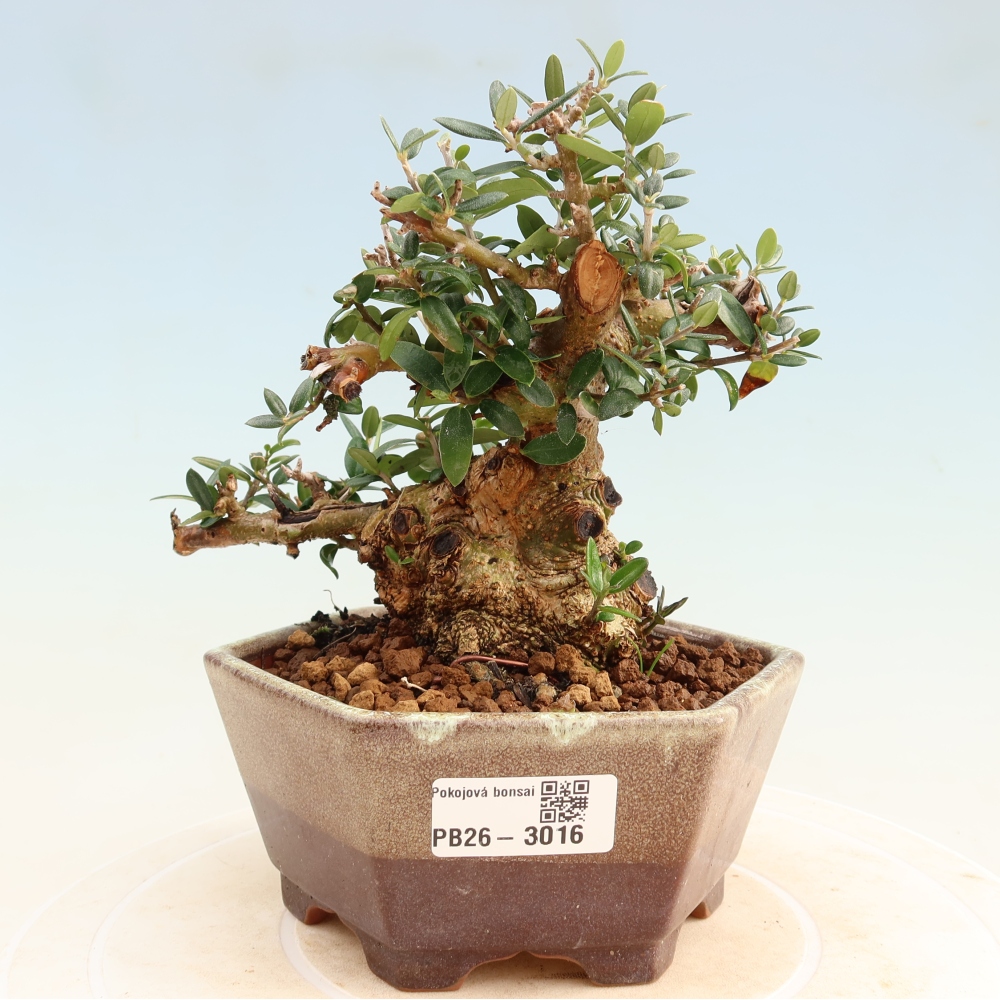 Bonsai voor binnen - Olea europaea sylvestris