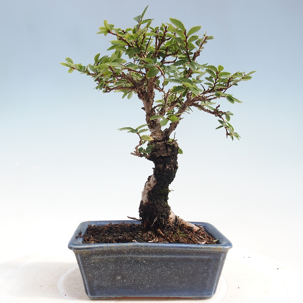 Bonsai voor buiten - Zelkova - Zelkova NIRE