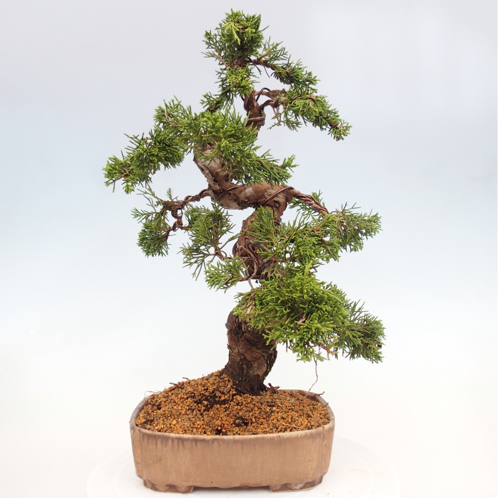 Bonsai voor buiten - Juniperus chinensis Itoigawa