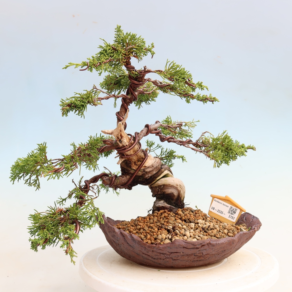 Bonsai voor buiten - Juniperus chinensis Itoigawa-Juniperus chinensis