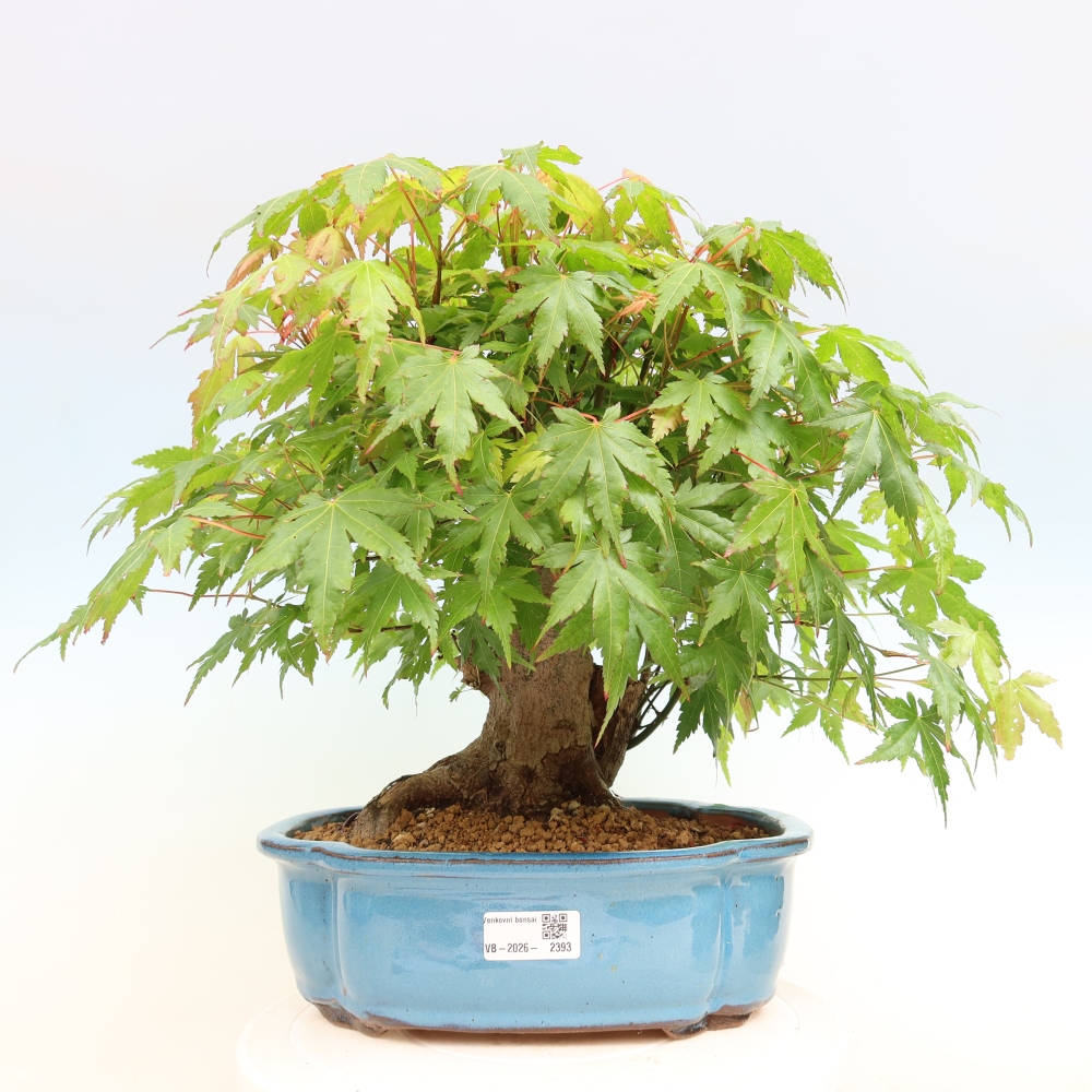Bonsai voor buiten - Esdoorn Burger - Acer Burgerianum