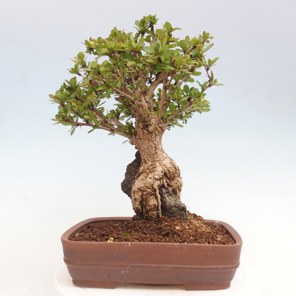 Bonsai voor buiten - Berberis coreana