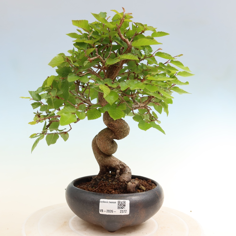 Bonsai voor buiten -Carpinus Coreana - Koreaanse haagbeuk