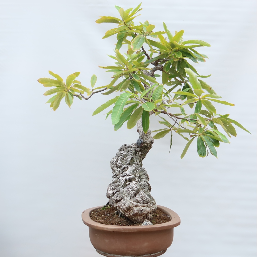 Buitenbonsai - Quercus castaneifolia  - Kastanjebladige eik