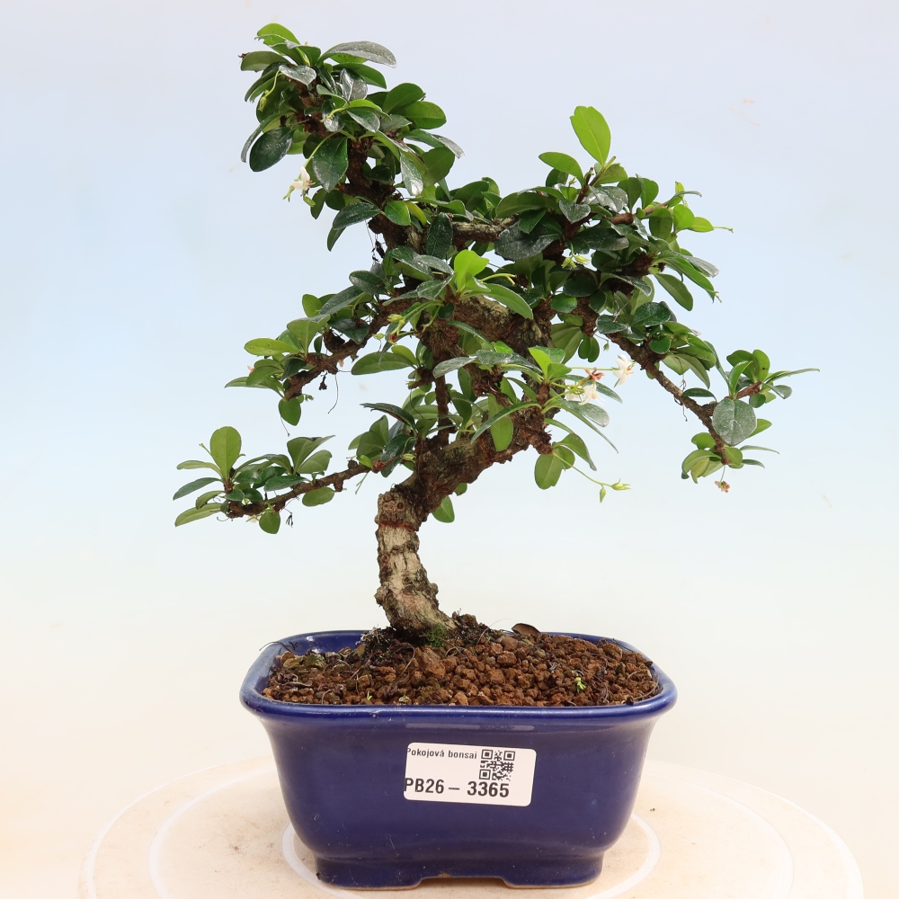 Kamerbonsai - Carmona macrophylla - Thee fuki