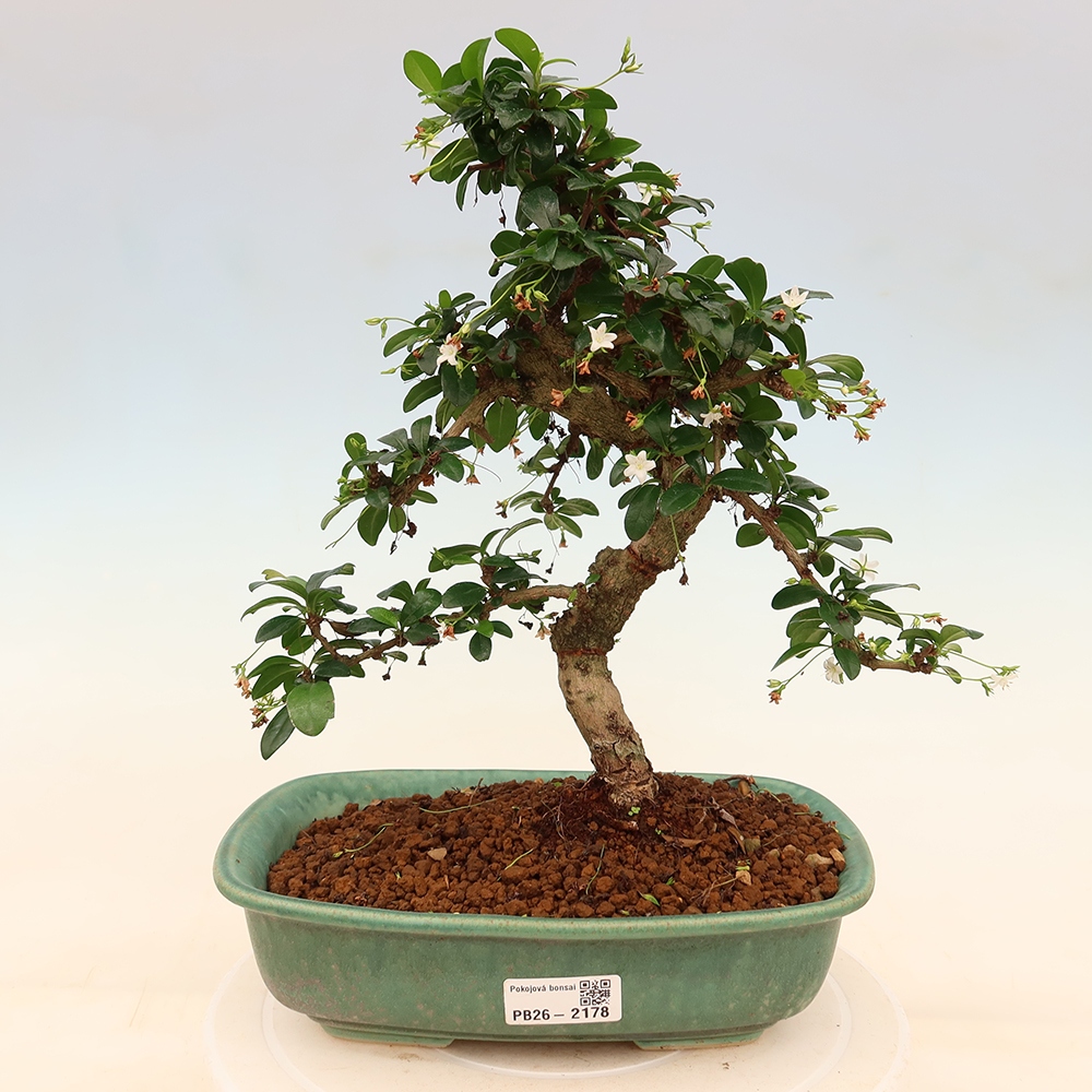 Kamerbonsai - Carmona macrophylla - Thee fuki