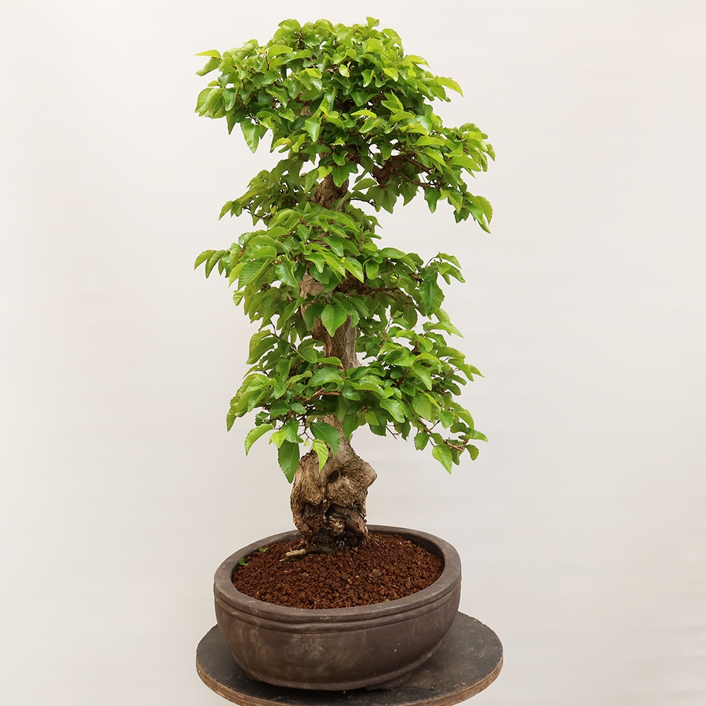 Bonsai voor buiten -Carpinus Coreana - Koreaanse haagbeuk