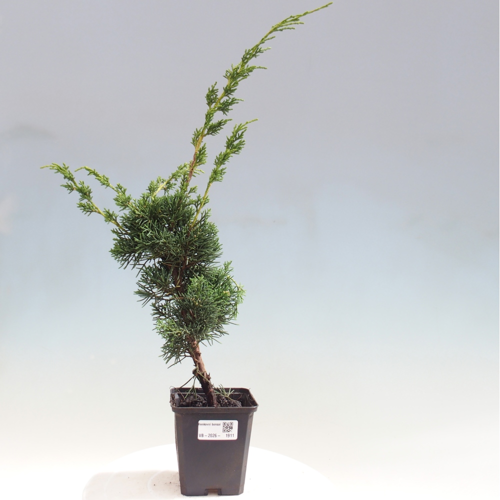 Bonsai voor buiten - Juniperus chinensis Kishu