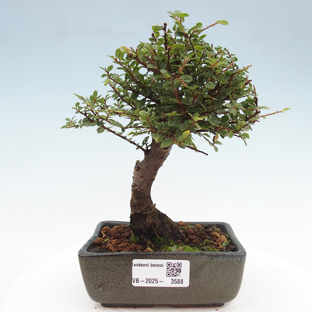 Bonsai voor buiten - Ulmus parvifolia Hokkaido - Chinese iep