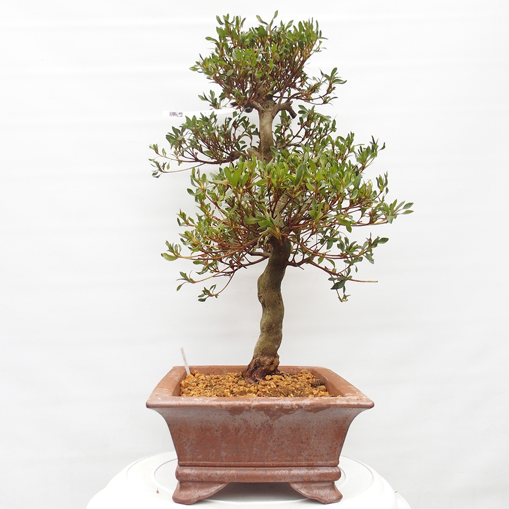 Bonsai voor buiten - Japanse azalea - Azalea CHIHIRO