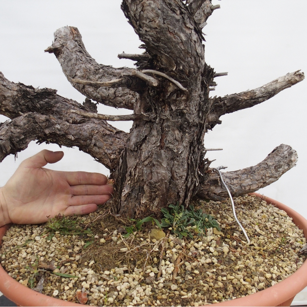 Yamadori - Pinus sylvestris Spanje