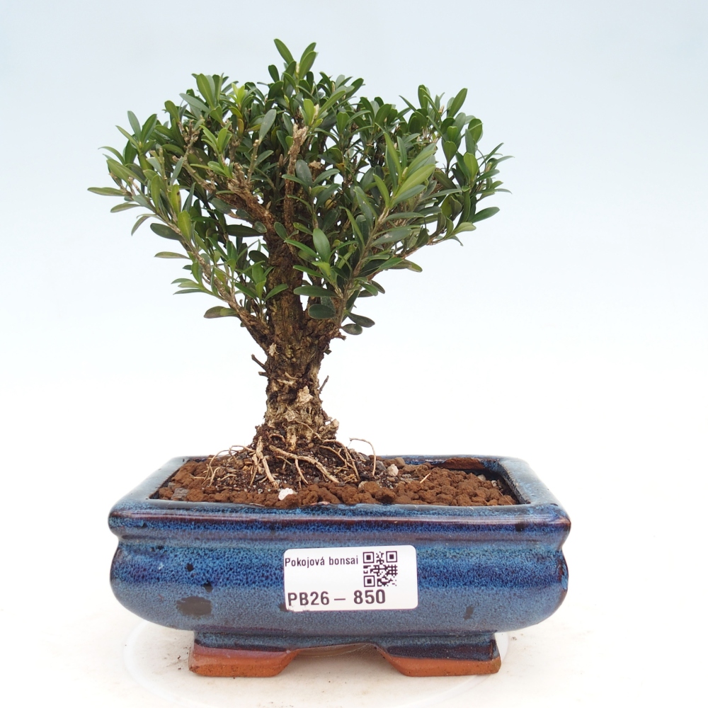 Kamerbonsai - Buxus harlandii - kurk buxus