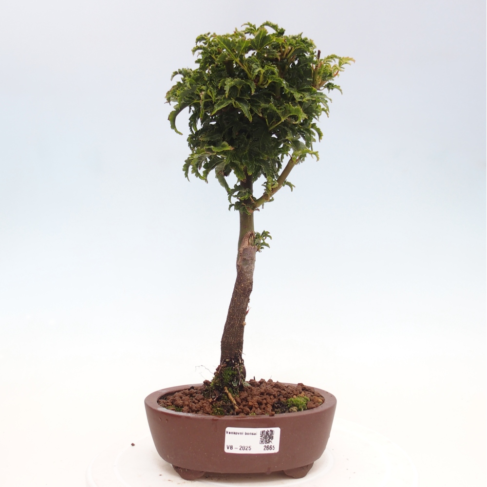 Bonsai voor buiten -Javor palm Acer palmatum Shishigashira