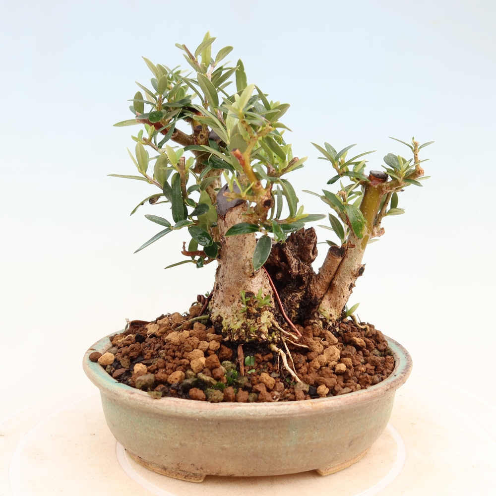 Bonsai voor binnen - Olea europaea sylvestris