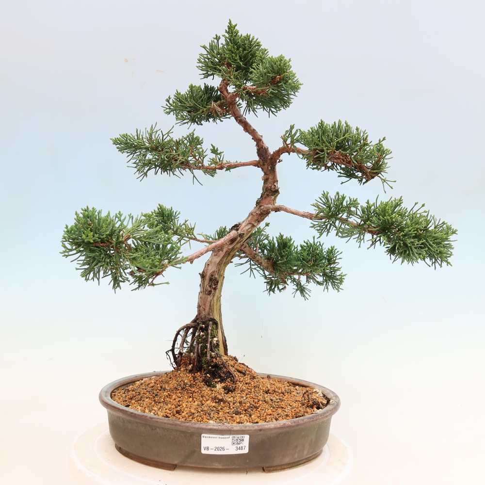 Bonsai voor buiten - Juniperus chinensis Kishu
