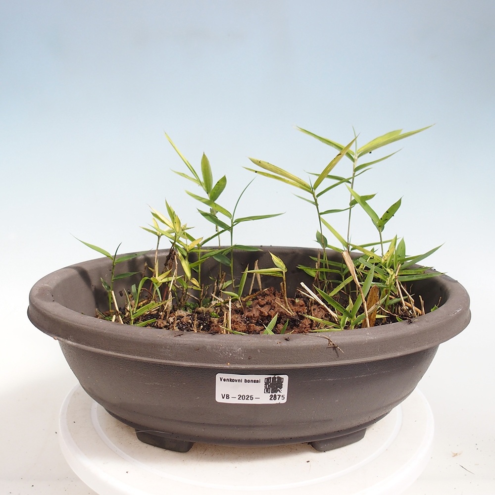 Bonsai voor buiten - Pleioblastus argenteostriatus f.pumilus - Dwergbamboe