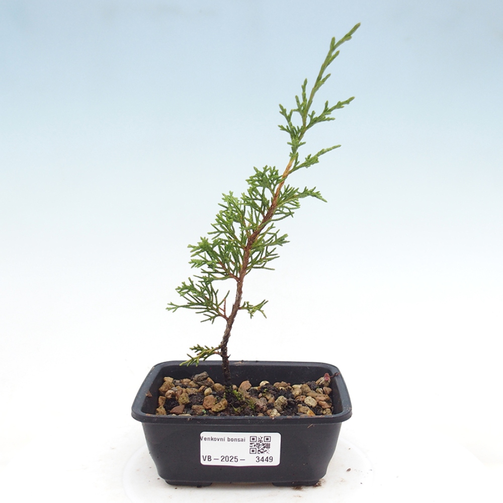 Bonsai voor buiten - Juniperus chinensis Itoigawa