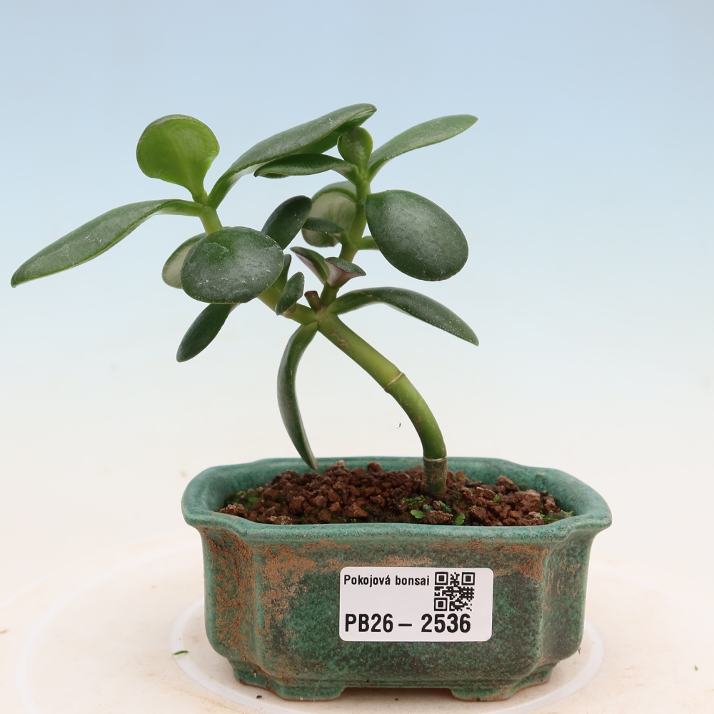 Kamerbonsai - Portulakaria Afra - Tlustice