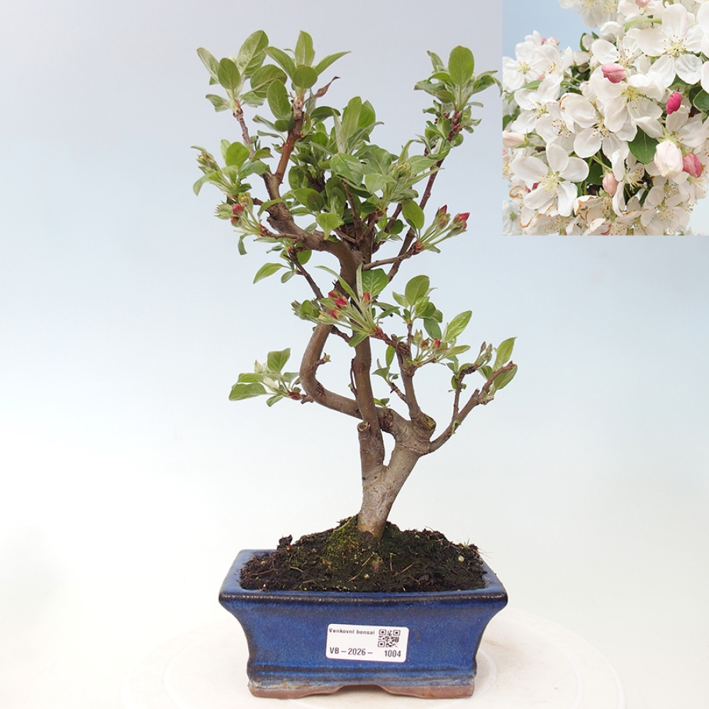 Bonsai voor buiten -Malus halliana - Appelboom met kleine vruchten