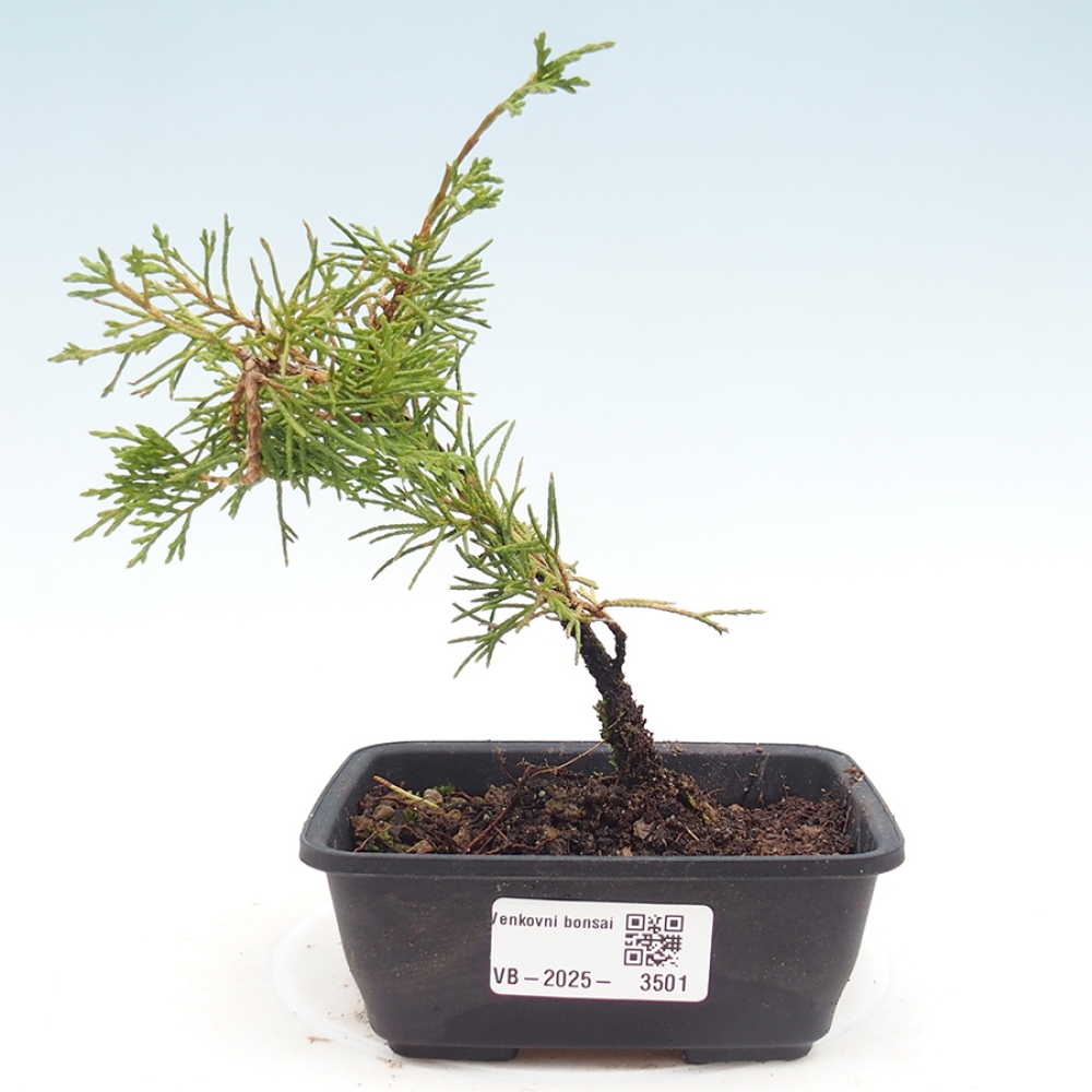 Bonsai voor buiten - Juniperus chinensis Itoigawa