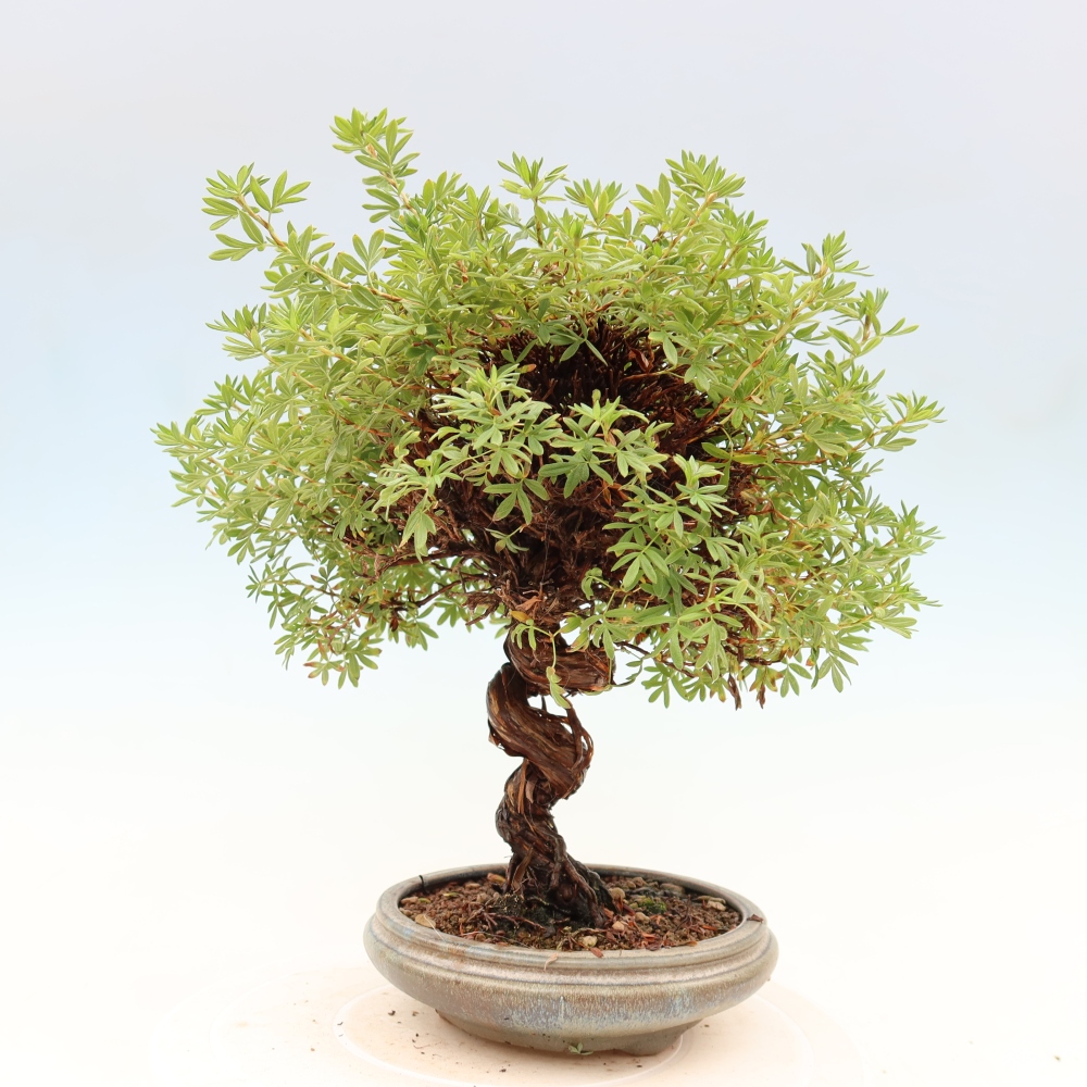 Bonsai voor buiten - Potentila fruticosa