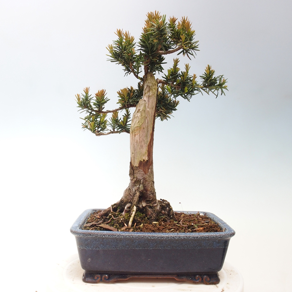 Bonsai voor buiten - Taxus cuspidata - Japanse Taxus