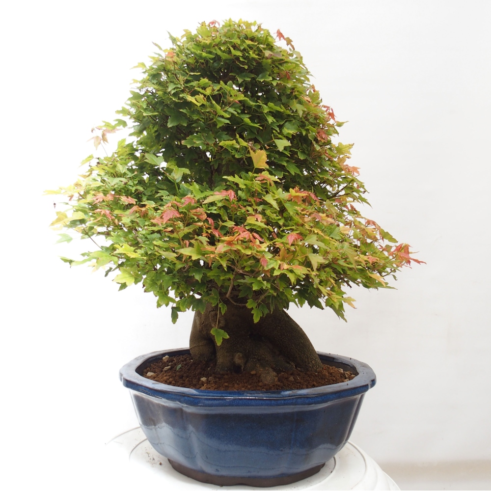 Bonsai voor buiten - Acer Buergerianum - Burgeresdoorn