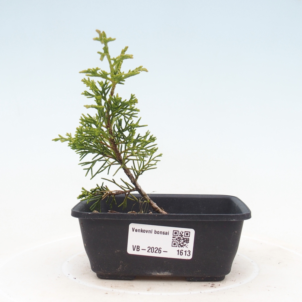 Bonsai voor buiten - Juniperus chinensis Itoigawa