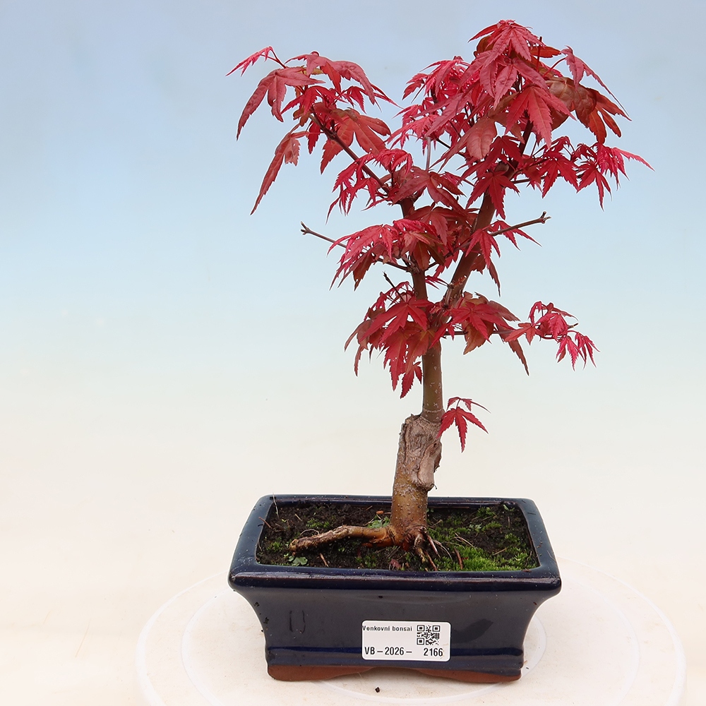 Bonsai voor buiten - Acer palmatum DESHOJO