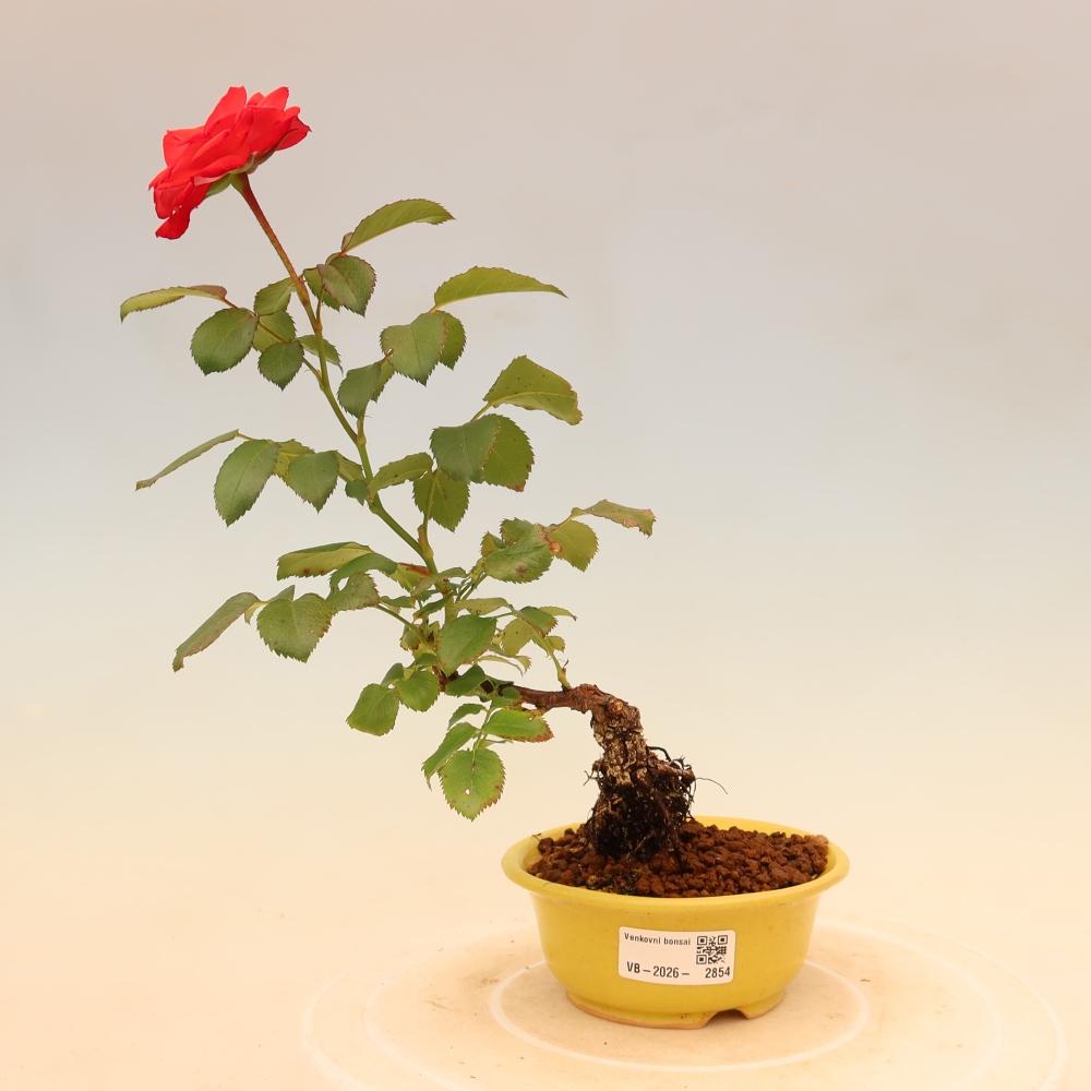Bonsai voor buiten - Rosa Kordes - roos