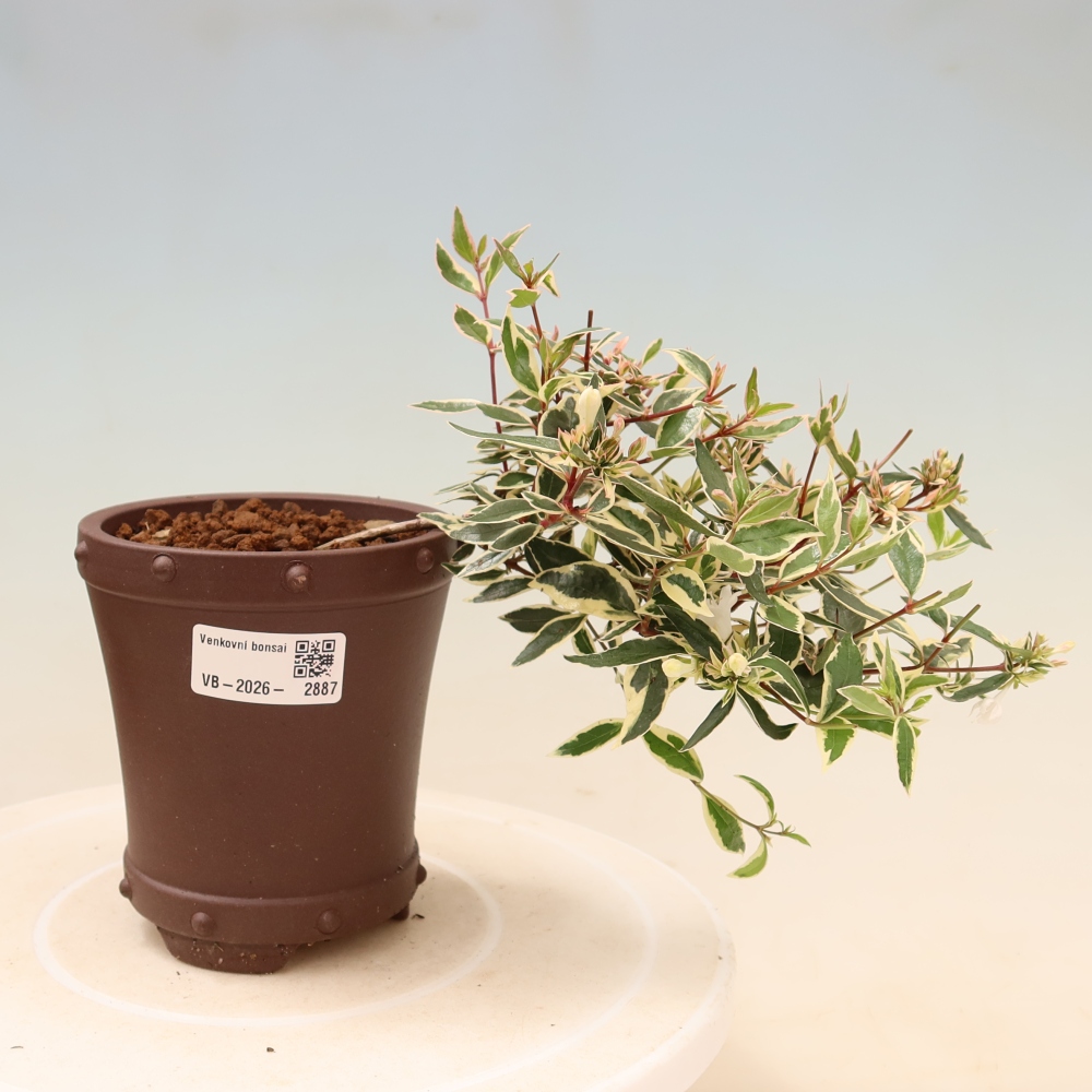 Buitenbonsai - Abelia gr. Confetti - Grootbloemige abelia