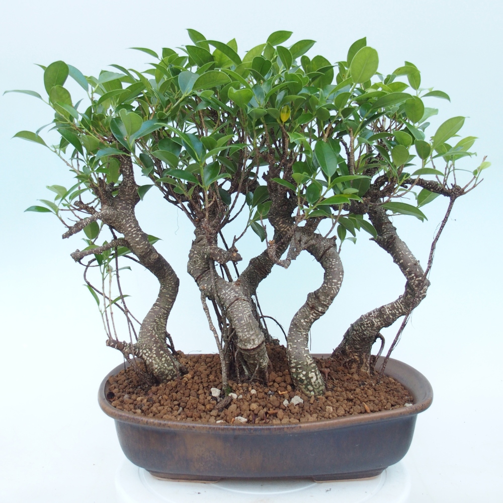 Kamerbonsai - Ficus kimmen - kleinbladige ficus
