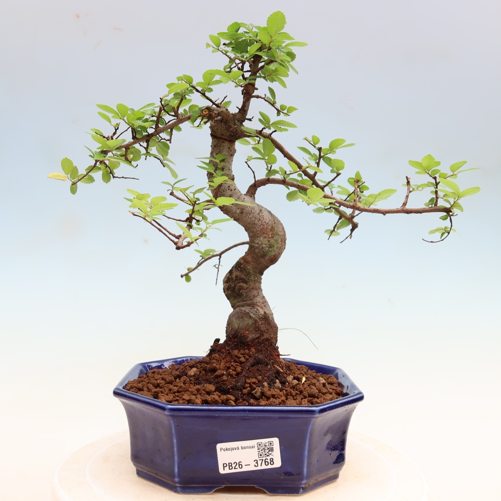 Kamerbonsai - Ulmus parvifolia - Winteriep