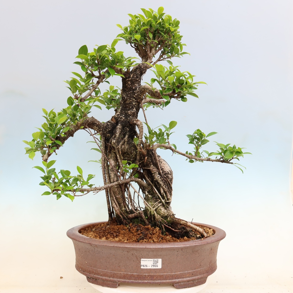 Kamerbonsai - Ficus kimmen - kleinbladige ficus