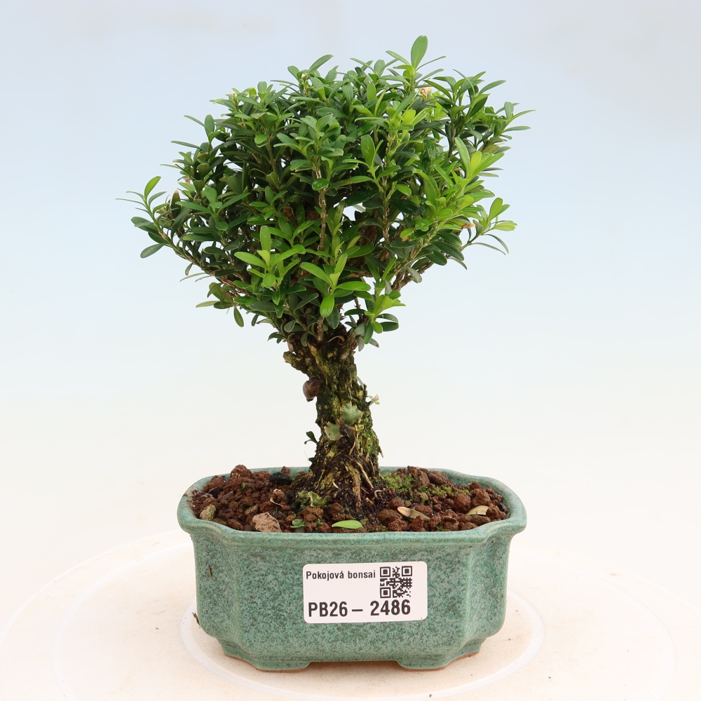 Kamerbonsai - Buxus harlandii - kurk buxus