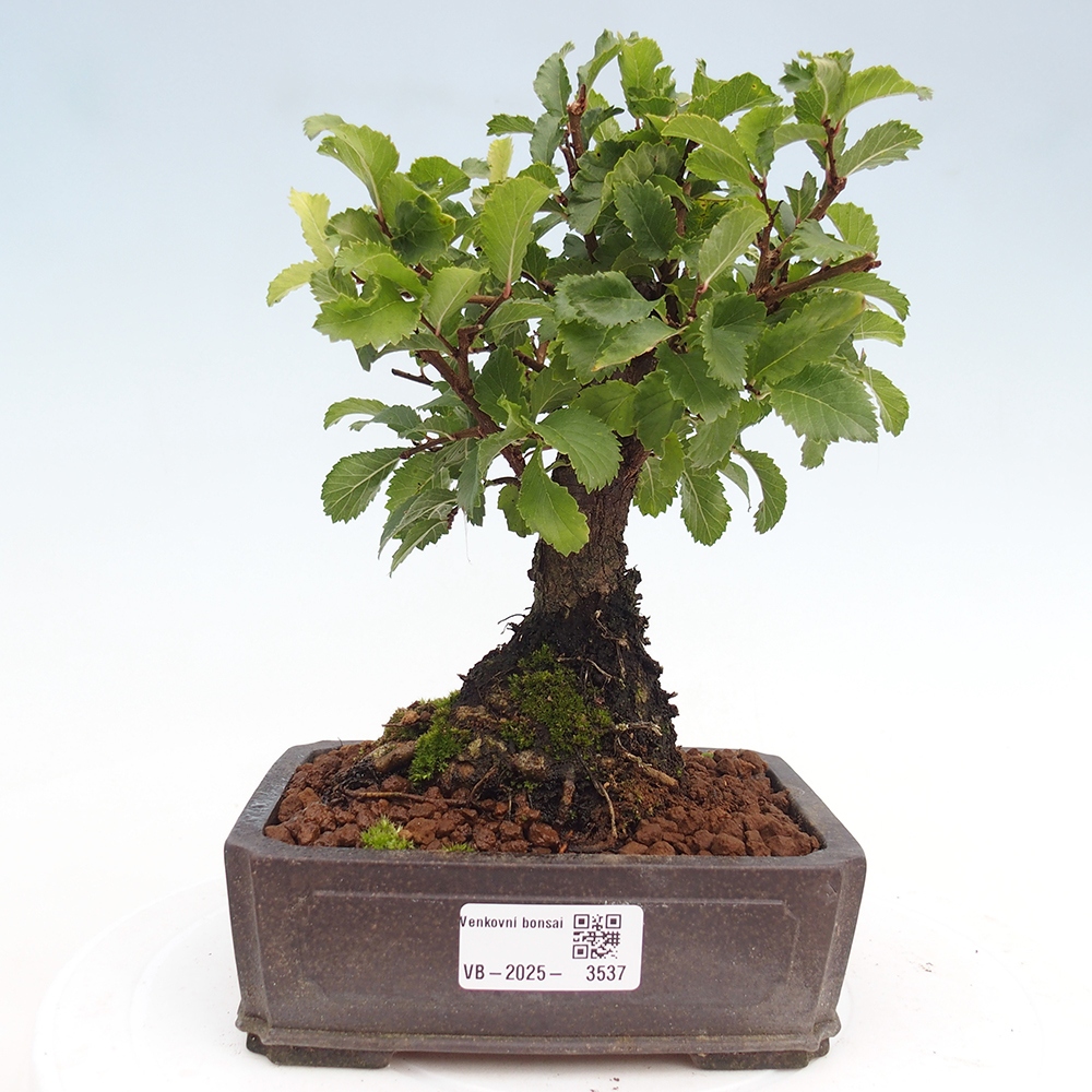 Bonsai voor buiten - Zelkova - Zelkova NIRE