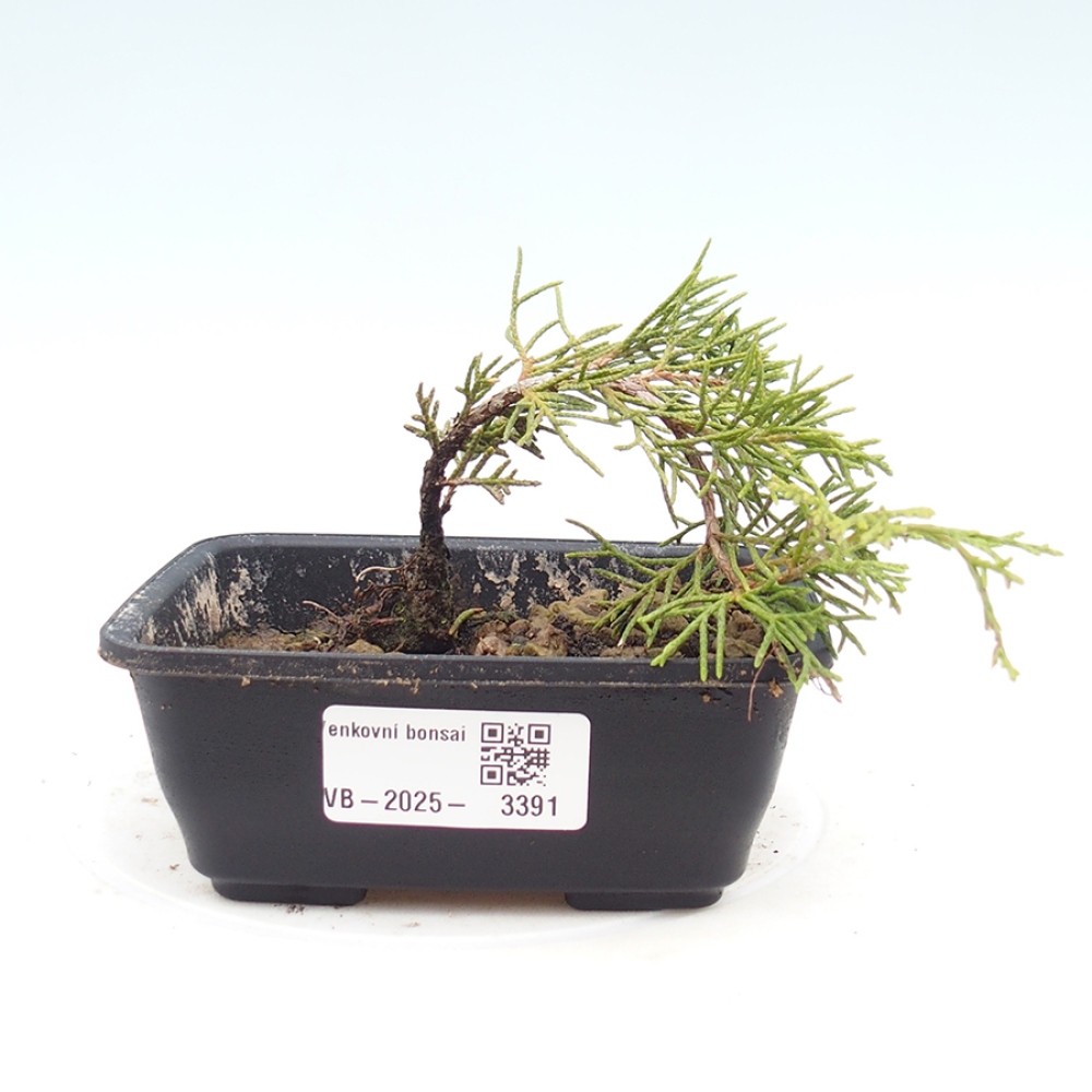 Bonsai voor buiten - Juniperus chinensis Itoigawa