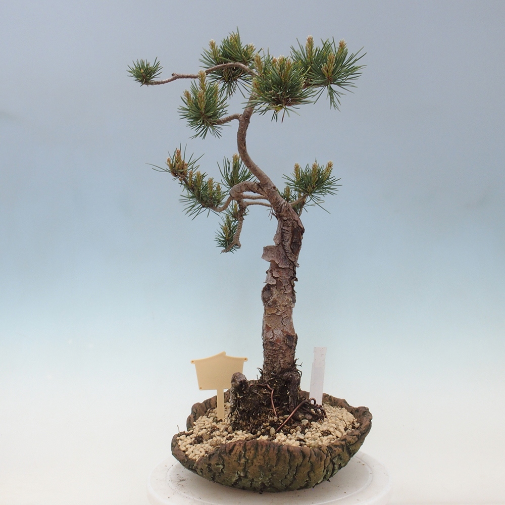 Bonsai voor buiten - Pinus Sylvestris Watererri - grove den