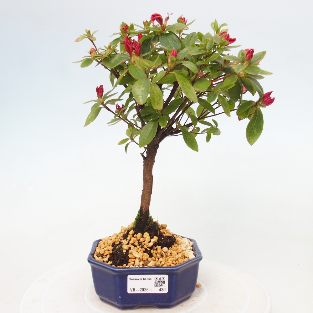 Bonsai voor buiten - Japanse azalea - Azalea sp.