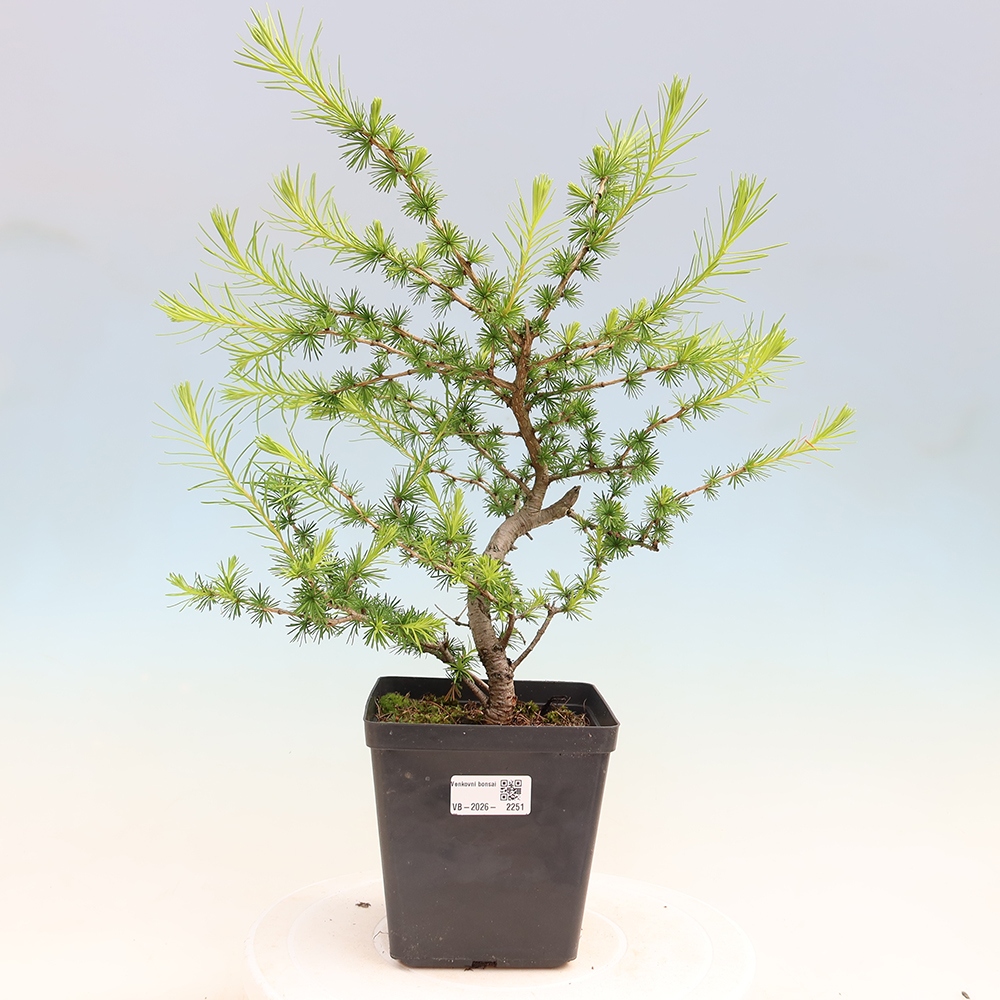 Bonsai voor buiten -Larix decidua - Lariks
