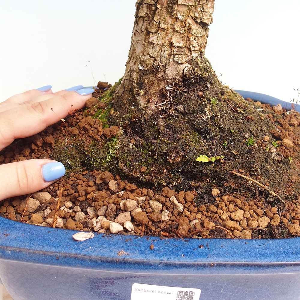 Bonsai voor buiten - Zelkova - Zelkova NIRE