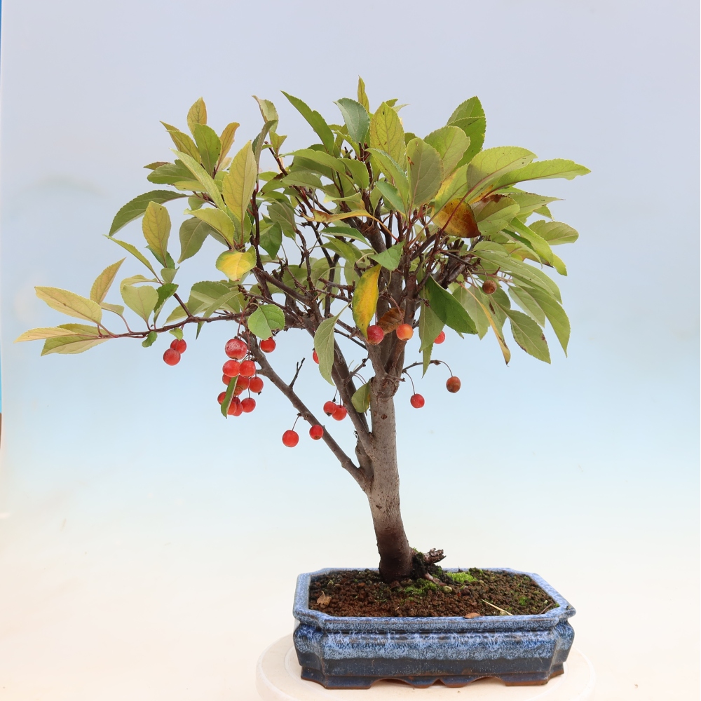 Bonsai voor buiten -Malus domestica - Roodbladige appelboom met kleine vruchten
