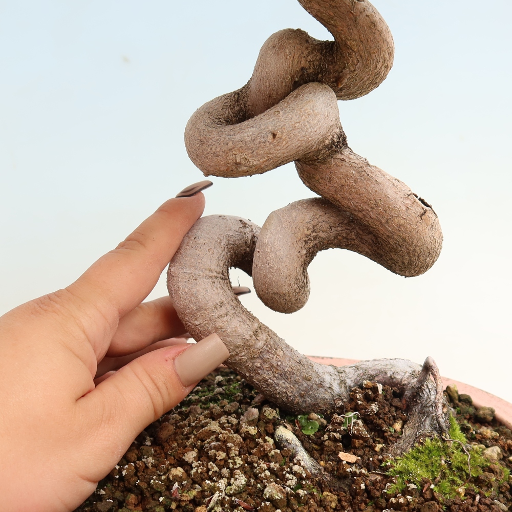 Bonsai voor buiten -Carpinus CARPINOIDES - Koreaanse haagbeuk