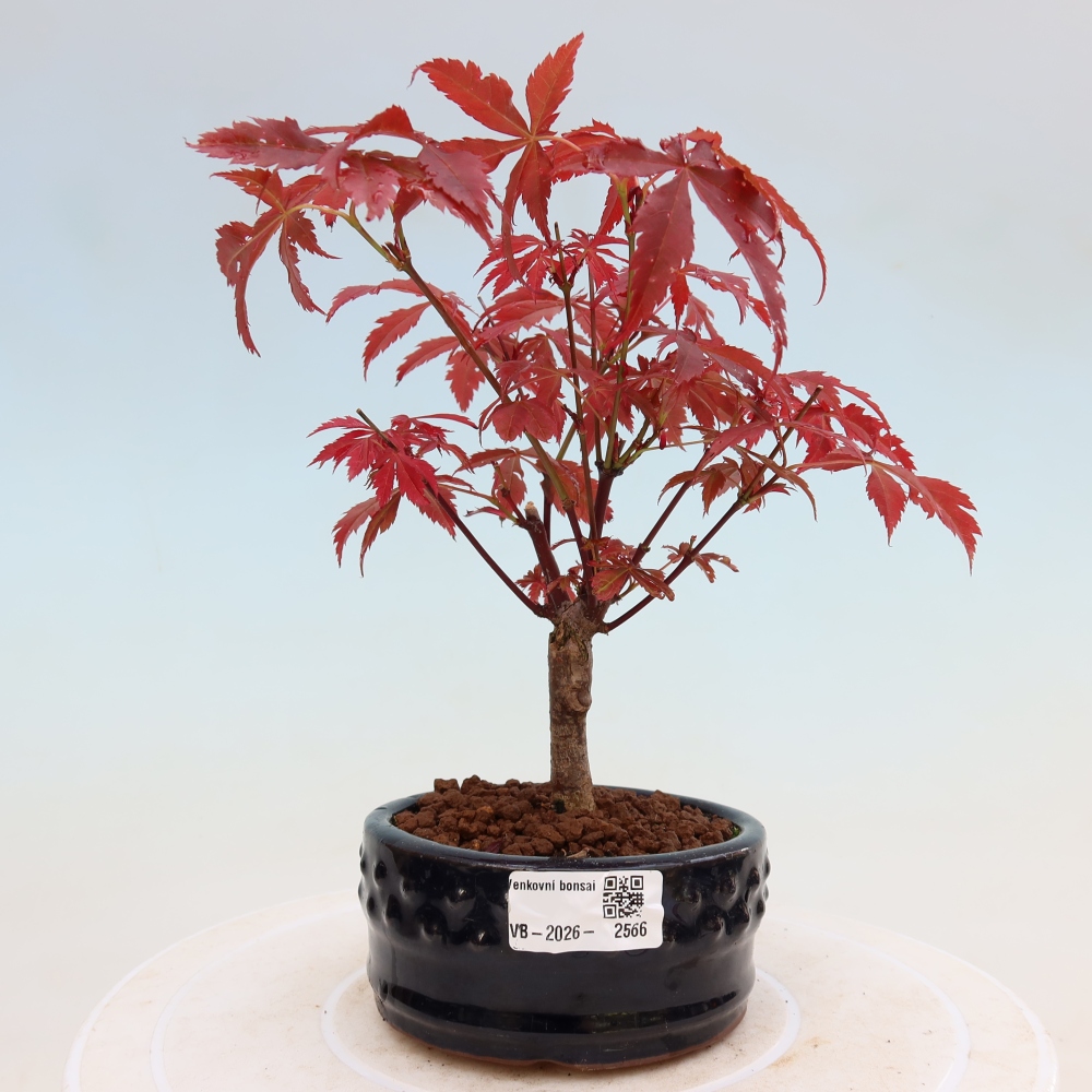 Bonsai voor buiten - Acer palm. Atropurpureum-Javorpalm