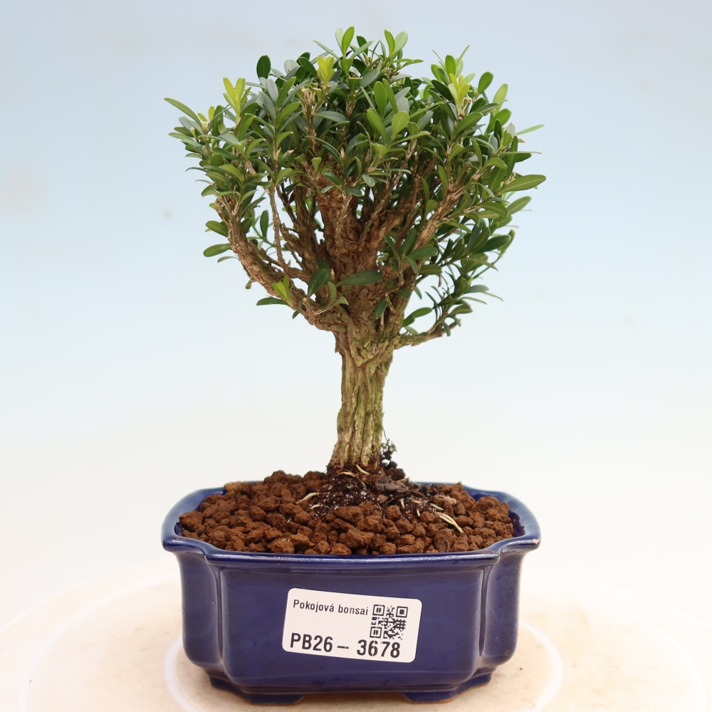 Kamerbonsai - Buxus harlandii - kurk buxus