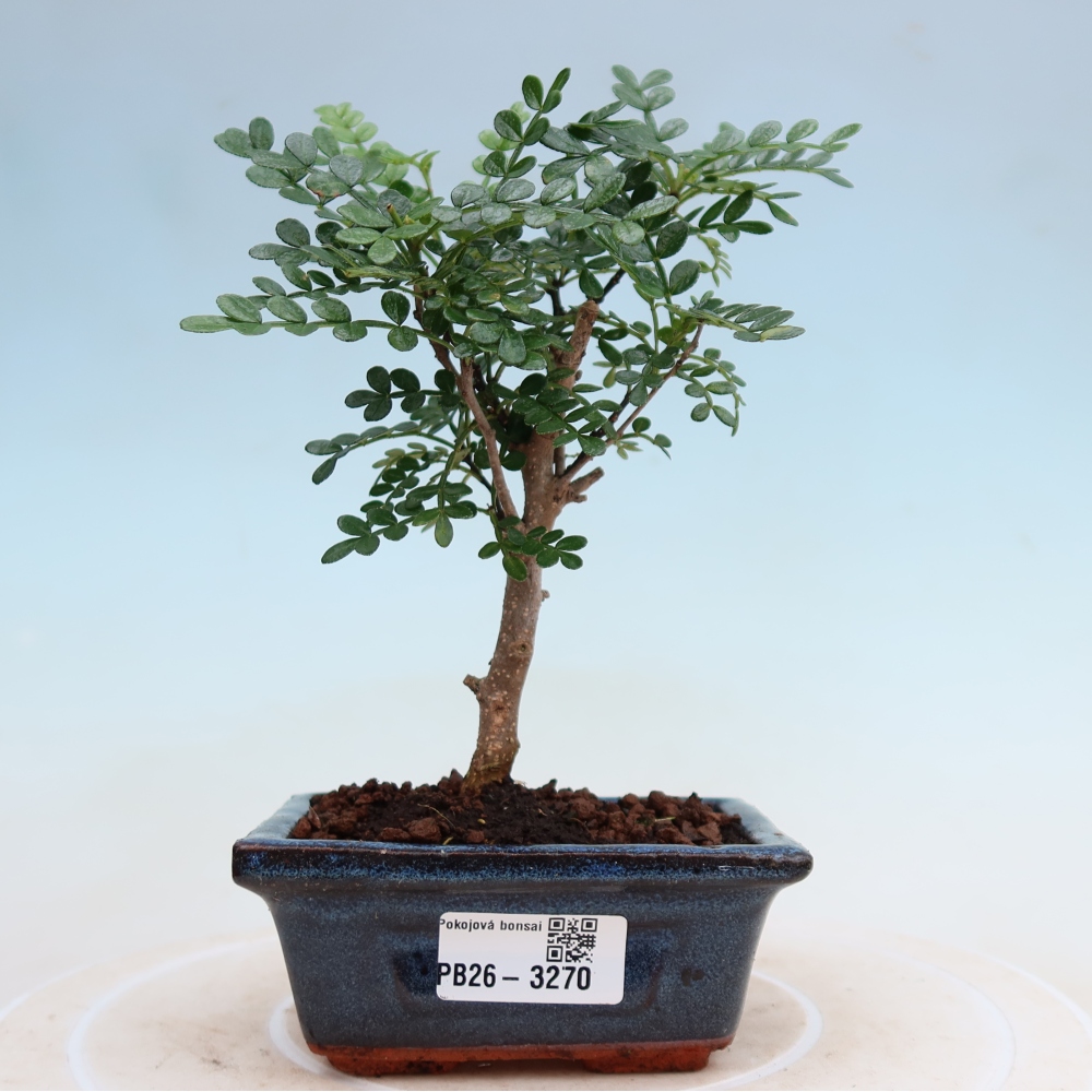 Kamerbonsai - Zantoxylum piperitum - peperboom